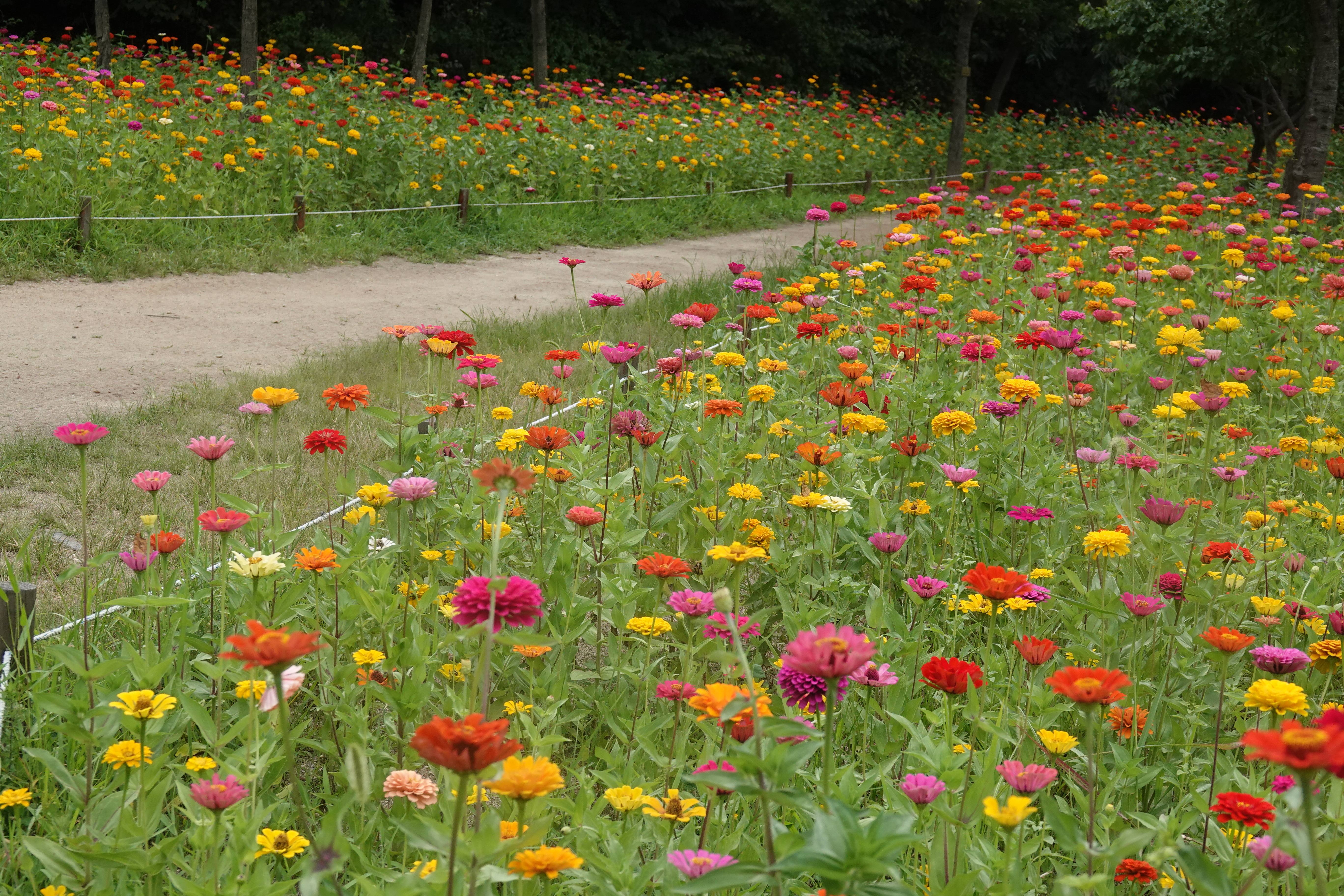초막골 핫플레이스!!  백일홍꽃길에서 나비를 만나요 이미지