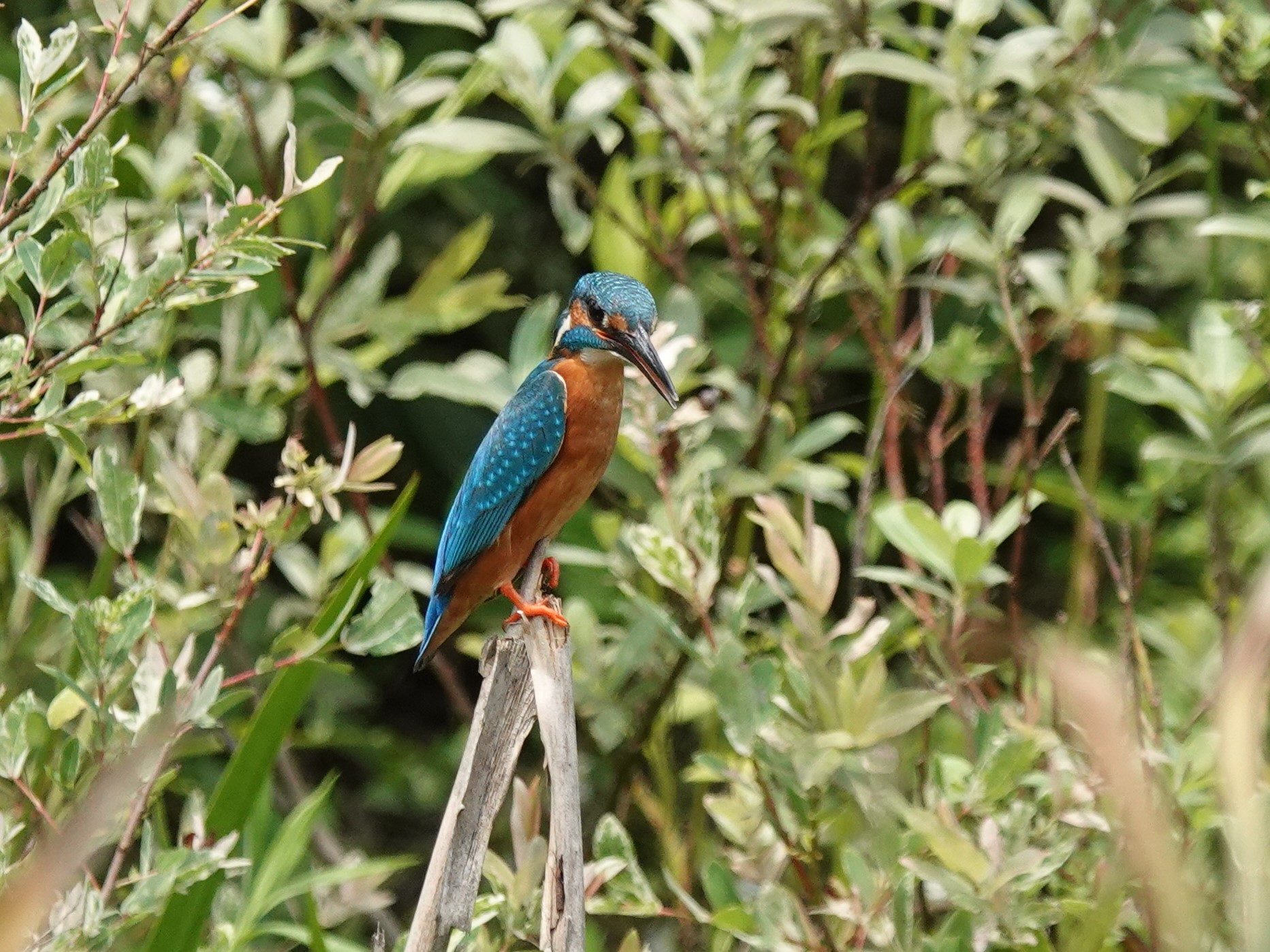 물총새가 초막골에 자리잡았어요~ 이미지